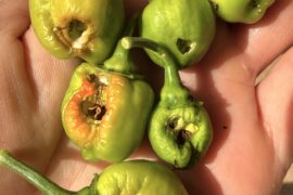 What is eating holes through my peppers?