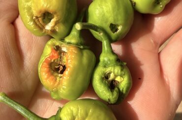 What is eating holes through my peppers?
