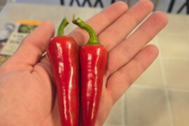 Fresno Pepper Salsa