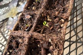 First time growing from seed and I chose habanero..
