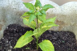 My 1st Little Naga Morich