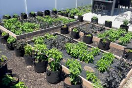 Plants are growing.