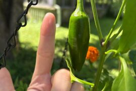 When to pick my peppers