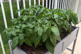 Orange Habanero Plants