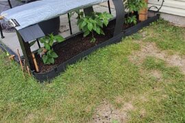 I got two habanero plants and one Carolina reaper, what do yall think about this set up? I used Espoma Organic Tomato-tone (3-4-6) last Saturday in a foot of happy frog soil and missouri clay underneath.