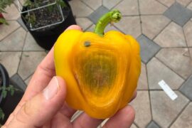 Bell pepper issues.