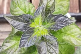 Chiltepin unknown hybrid looking gorgeous