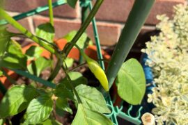 My first aji lemon! (UK)