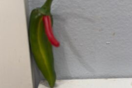 Fish Pepper sticking out its tongue
