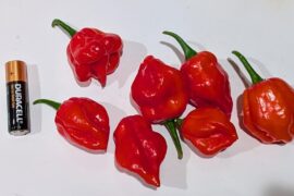 Help playing "Guess that Pepper"