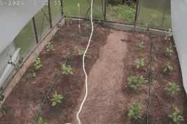 Timelapse of my Capsicum garden: May 15 - June 21