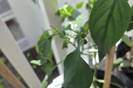 New Grower: Leaf Question