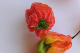 Piments antillais