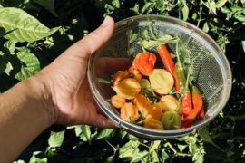 Daily harvest