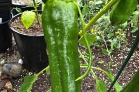 Odd mutant Paprik pepper
