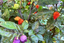 Purple Death impersonating a Bolivian Rainbow