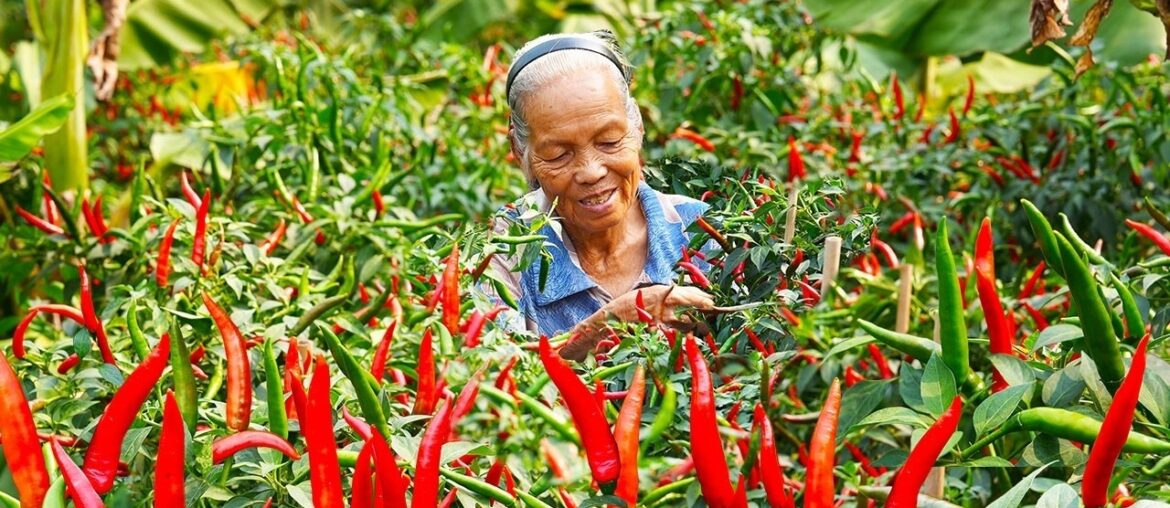 Amazing Chili Peppers! The Secret to Preserving Them for Months & Delicious Recipes