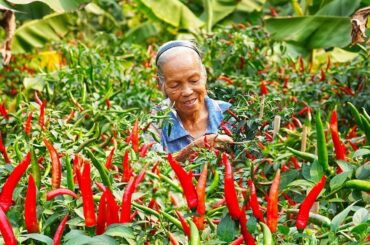 Amazing Chili Peppers! The Secret to Preserving Them for Months & Delicious Recipes