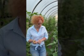 Взрывные баклажаны в казане — рецепт из своих продуктов с огорода