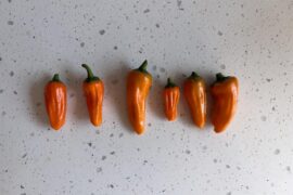 First harvest of an F1 Cheyenne
