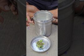 pakhala (water soaked rice )with oil fried capsicum # #villagefood #youtubeshorts#shorts