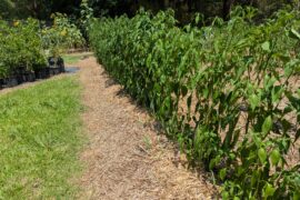 Bailey Pequin x Bell Pepper F2s are all very tall and upright.