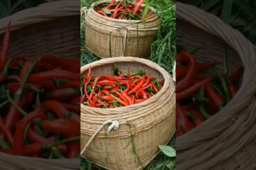 How to make chili peppers delicious?Grandma picks back 40 jin🌶️🌶️ #fridgegoals #drink #rurallife