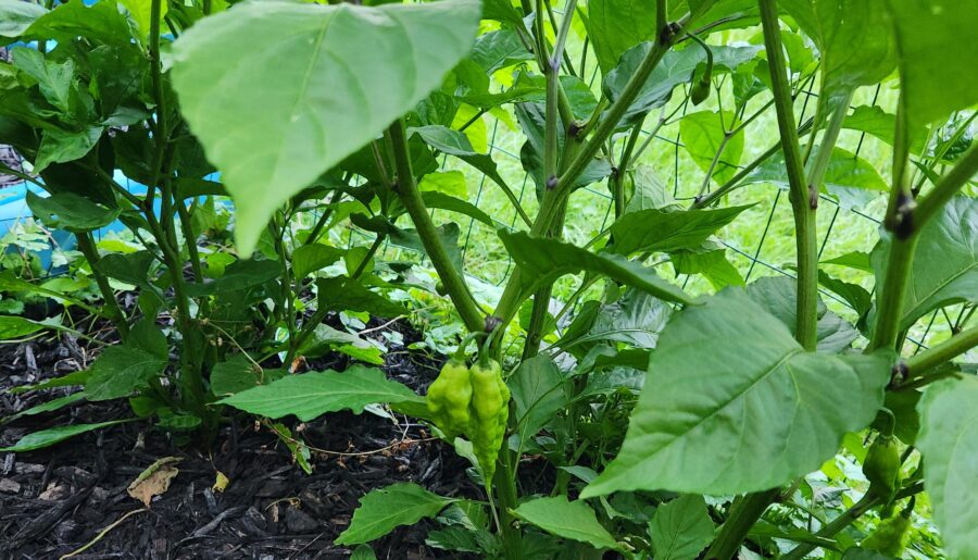 Bought Habanero plants. Definitely not Habaneros?