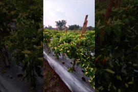 Resep Rahasia..!! cabe langgeng 58