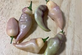 Purple ufo? I been eating them white but I had a realization that I’m not exactly sure what this plant is . I do have UFO seeds though.