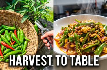 DAILY VLOG Harvest and Cooked|Chili's Recipes make as viand menu food's