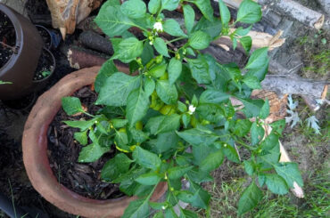 After a disappointing year, a single bell pepper plant came back with a 21-pepper surprise