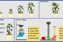 Digitalised phenotyping of pepper (Capsicum spp.) using effective RGB imaging and optimised camera positioning