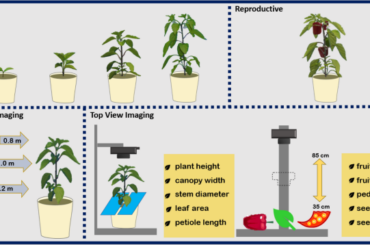 Digitalised phenotyping of pepper (Capsicum spp.) using effective RGB imaging and optimised camera positioning