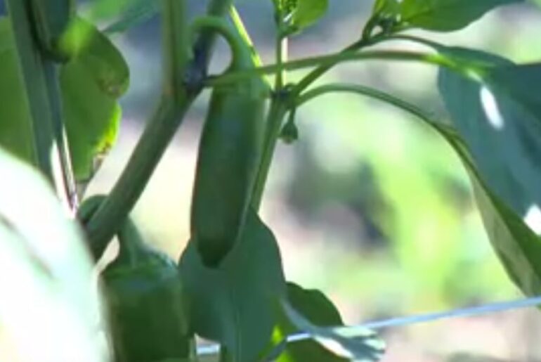 Hot sauce could heat up Vermont farmer profits