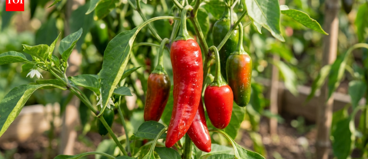 5 plants that are secretly destroying your pepper garden this season |