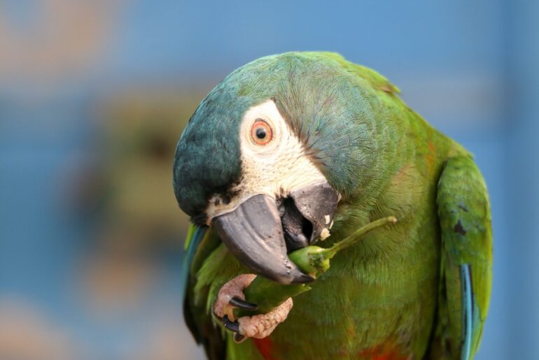 Hot Take—Seems Like Birds Can Taste Spice After All