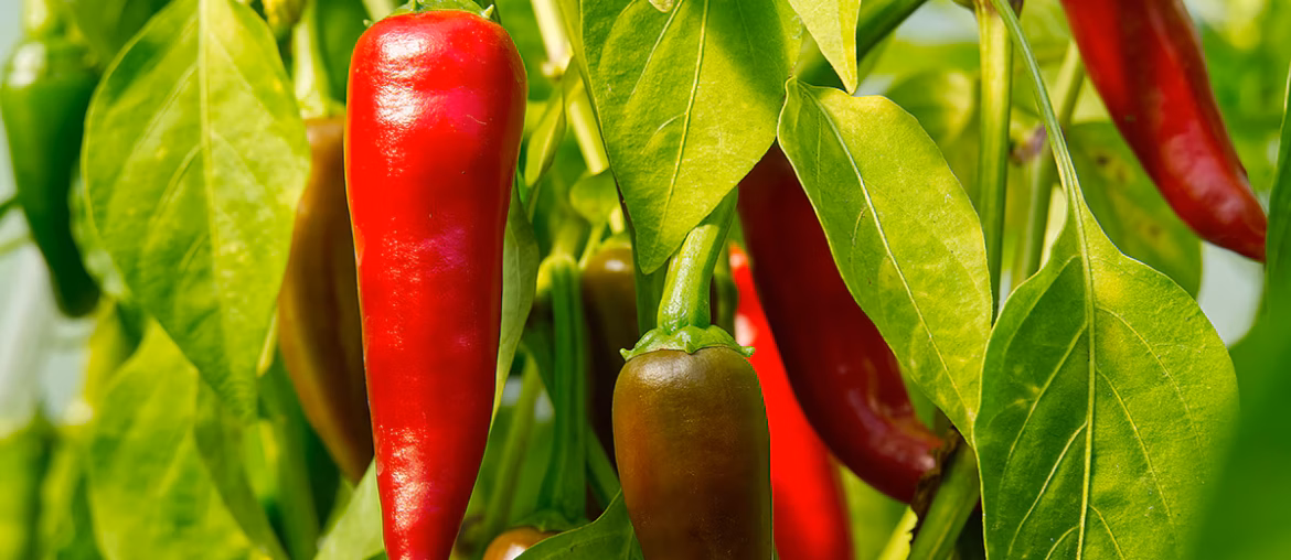 sow chillies