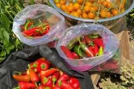 Pick a pepper and plant it!