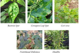 A zero-shot learning framework for chilli leaf disease detection, classification and severity estimation using contrastive image text representations
