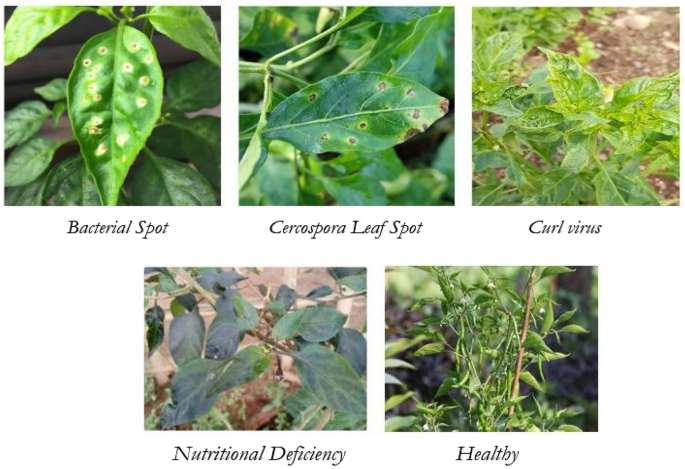 A zero-shot learning framework for chilli leaf disease detection, classification and severity estimation using contrastive image text representations