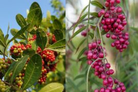 County to remove Brazilian pepper plants at Lighthouse Point Park | Local News