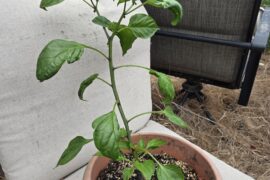 Can I get some advice on my jalapeno?