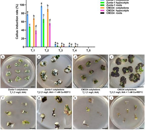 Peptide-Based Breakthrough Boosts Regeneration Efficiency in Chili Peppers