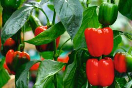 How to ripen bell peppers faster