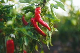 Red chilies growing on a pepper plant