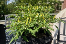 Ask the Master Gardener: Pinching back pepper plants encourages stronger plants and more fruit - Brainerd Dispatch