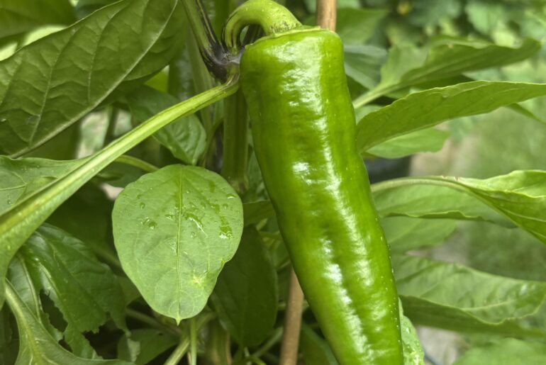 Could someone please tell me what kind of chili pepper this is? Thank you.