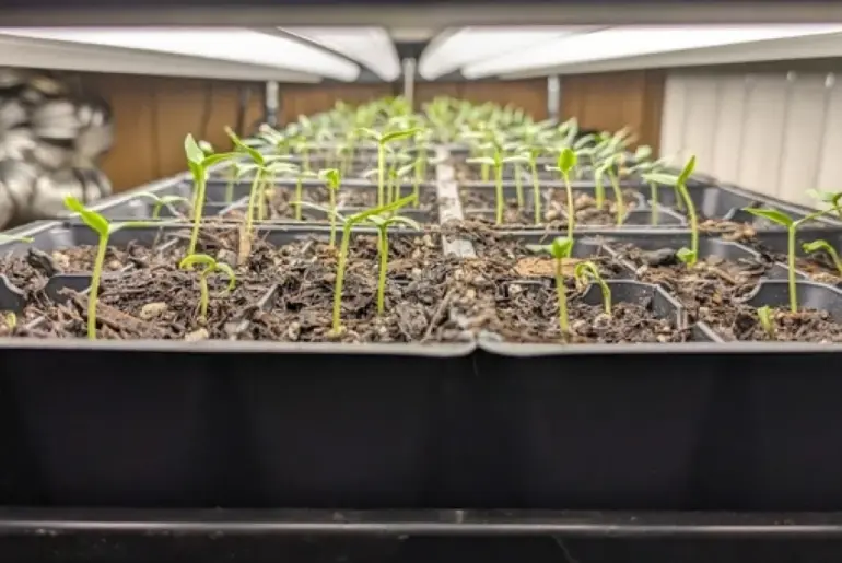 Growing Peppers from Seed: Part 2 – Potting Seedlings, the Hardening Process, and Transplanting to Your Garden