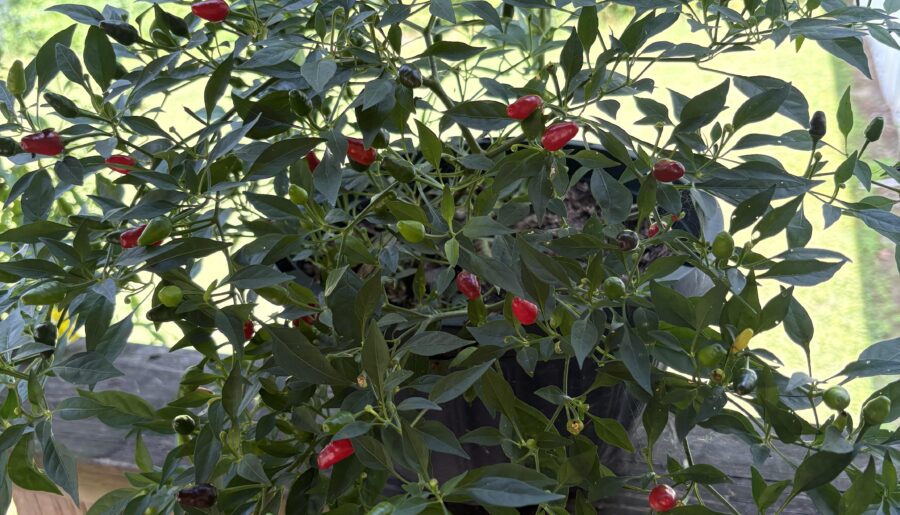 Tiny Thai chilis?